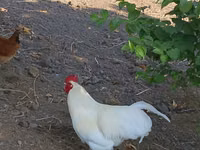 Chickens — foto 1