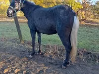 母马, Mule — 照片 4