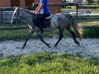 母马, Horses — 照片 3