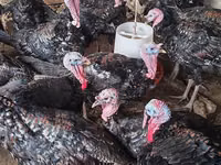 Turkeys — foto 1