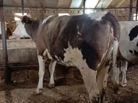 ძროხა, Simmental cattle — ფოტო 2