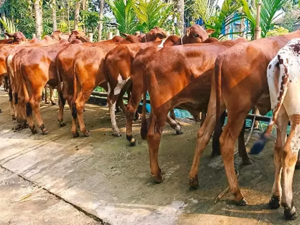 公牛, Cattle