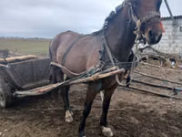 母马, Horses — 照片 1