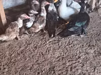 Nemis Pekin — 1-rasm