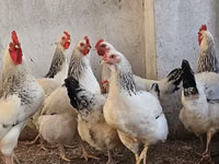 Chickens — foto 2