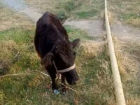 Vaca, Bovinos — foto 2