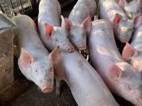 Sow, Pigs — photo 2
