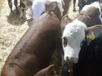 Skot (série, pohlaví neuvedeno), Simmental cattle — foto 3