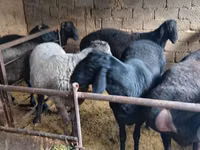 Bélier, Moutons — photo 3