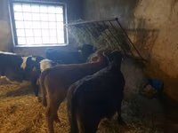 Sığır (parti, cinsiyet belirtilmedi), Sığır — foto 5