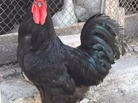 Chickens — Foto 1