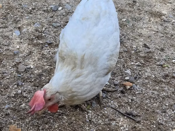 Chickens