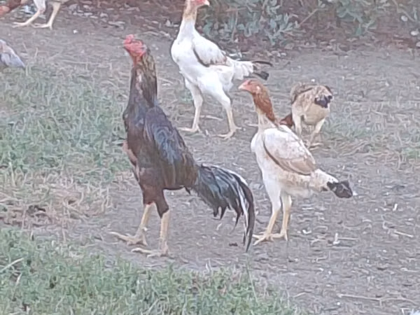 Gallinas Shamo
