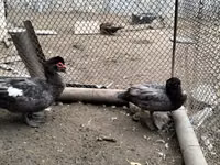 Turkeys — الصورة 3