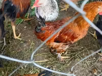 Chickens — foto 3