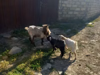 Cabra, Cabras — foto 1