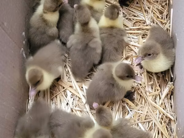 Ducks