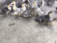 Ducks — foto 3