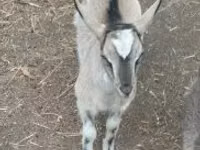 Billy Goat, Goats — photo 1