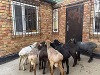 Schaf, Rhon sheep — Foto 1