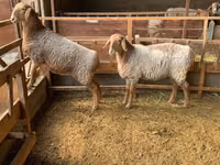 母羊, Hissar sheep — 照片 1
