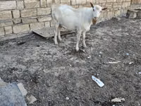 Koza, Kozy — foto 1