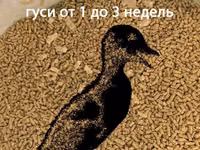 РОСТ для гусей (4 недели и старше). Профессиональная серия. Гранула 3 мм. ГОСТ — foto 2