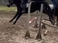 At, Hungarian horse breed — foto 2