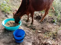 Vache, Bovins — photo 8