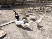 Ducks — foto 3