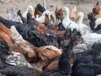 Chickens — foto 1