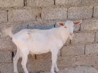 செம்மறியாடுகள் (தொகுதி, பாலினம் குறிப்பிடப்படவில்லை), வெள்ளாடுகள் — புகைப்படம் 2