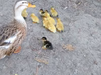Ducks — foto 2