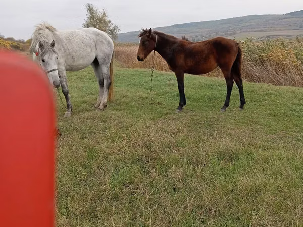 Jument, Chevaux