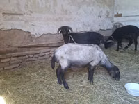 Keçiler (parti, cinsiyet belirtilmedi), Keçiler — foto 6