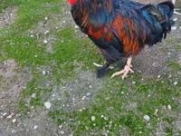 Chickens — Foto 4
