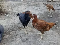 Chickens — photo 4