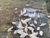 Ducks — ფოტო 4