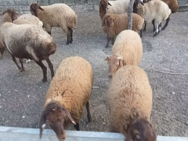 Ovce, Ovce — Ázerbájdžán
