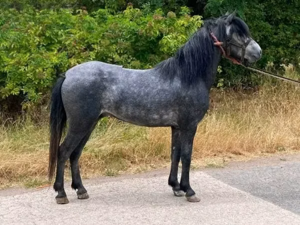 Cheval, Hungarian horse breed