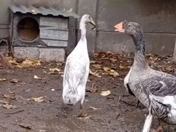 インディアン・ランナー