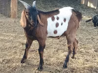 Kozioł, Nubian Goat — zdjęcie 4