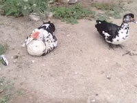Ducks — foto 2