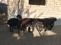 Bélier, Moutons — photo 2