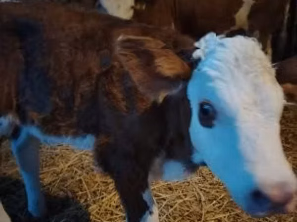 Býk, Simmental cattle
