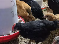 Chickens — புகைப்படம் 4