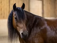 Égua, Friesian — foto 2