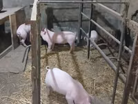 Boar, Pigs — photo 1