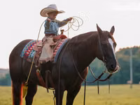 ცხენი, Quarter Horse — ფოტო 8