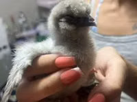 Silkie — foto 4